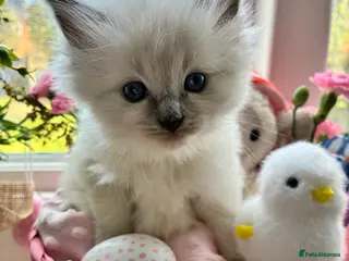 Ragdoll cats Fluffy Ragdoll Kittens – Indoor Only 🧸 - Advert 1