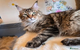 Maine Coon cats for sale: Gorgeous GCCF Maine Coons poss Active - Image 7