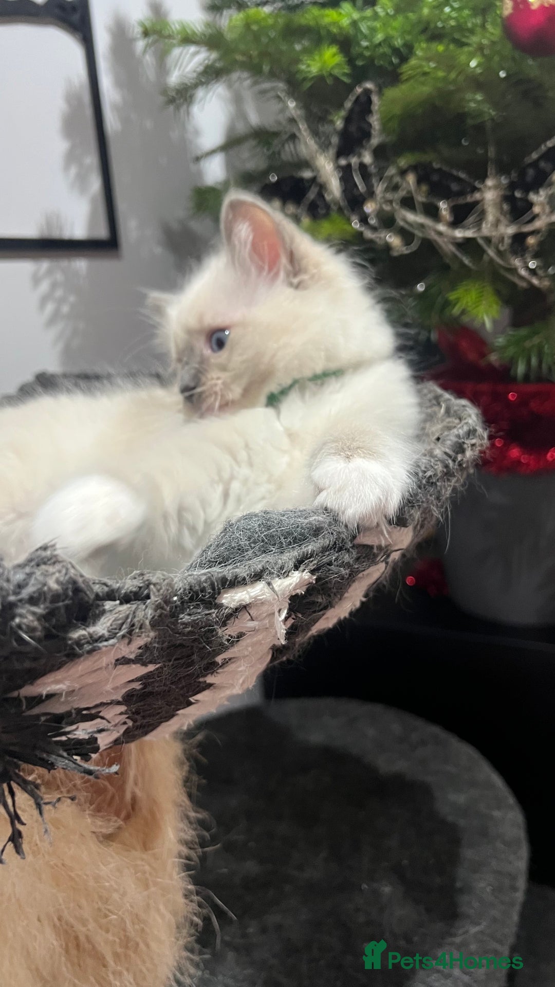 Ragdoll cats for sale: 3 Ragdoll kittens  - Advert 23