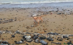 Mixed Breed dogs for sale: 2 year old  - Image 2