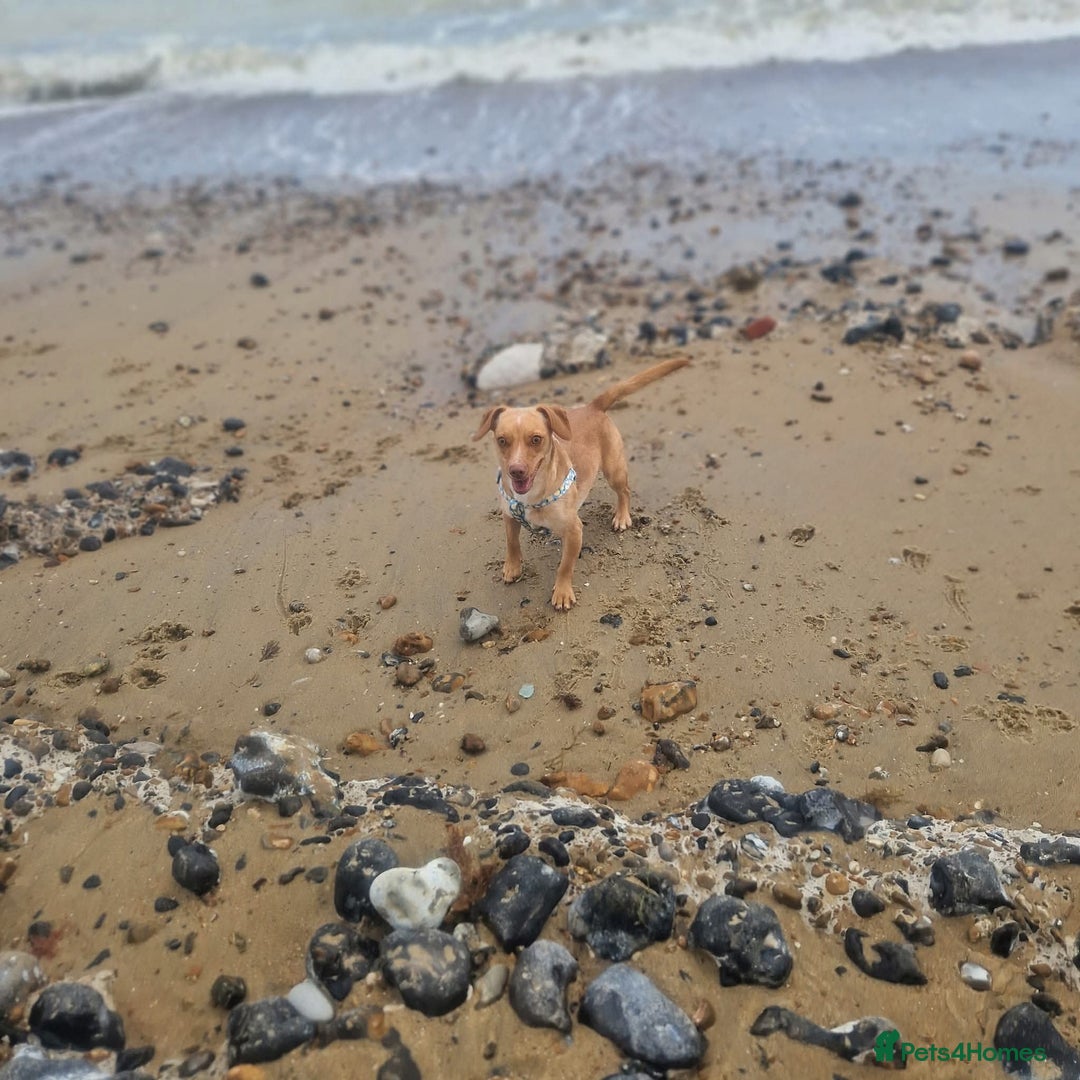 Mixed Breed dogs for sale: 2 year old  - Image 2
