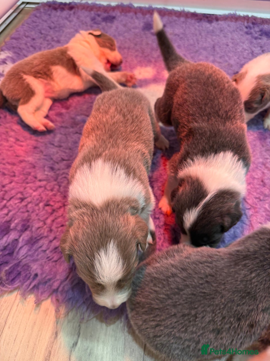 Border Collie dogs for sale: Stunning rough coated KC Reg Health tested pups  - Advert 15