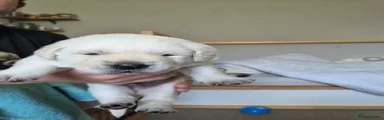 Goldador Puppy 2