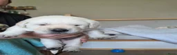Goldador dogs for sale: Beautiful Goldador puppies  in Castle Douglas - Advert 7