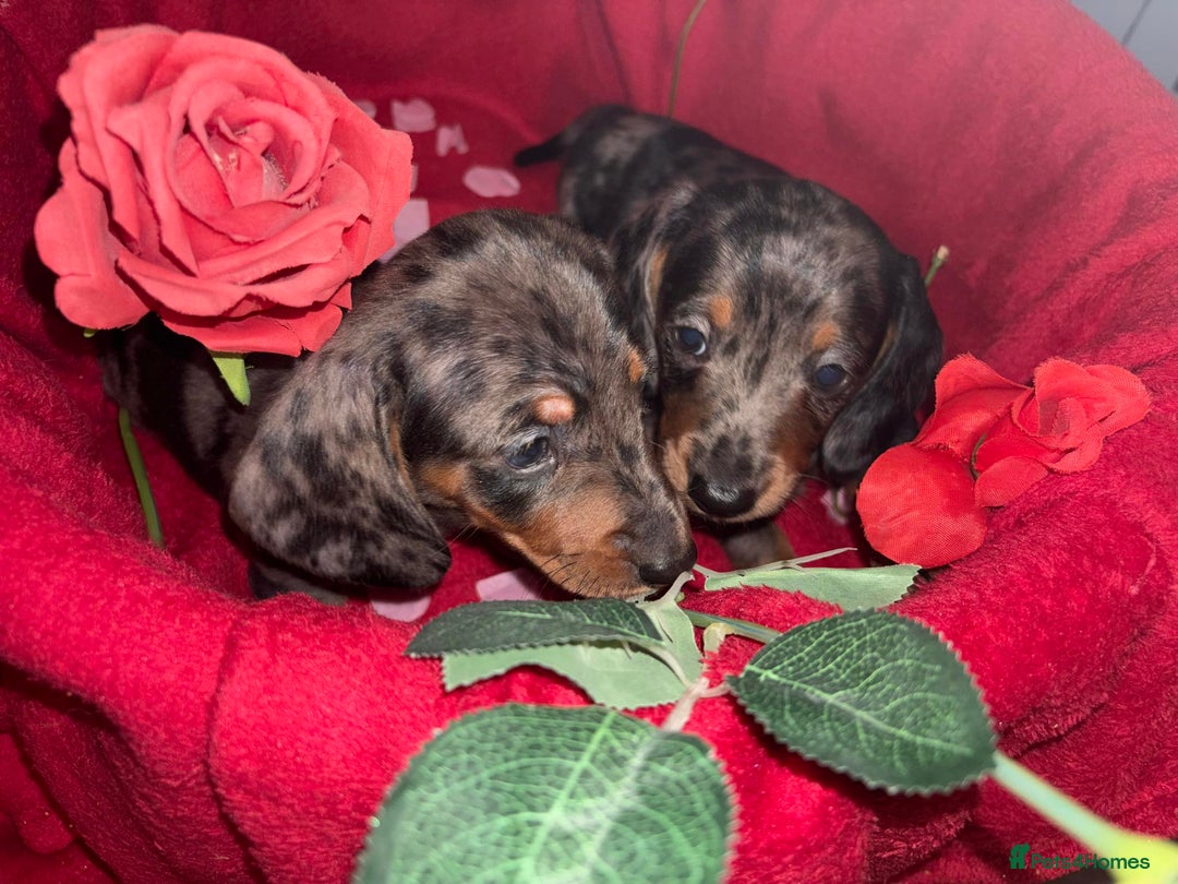 Dachshund dogs for sale: Beautiful dachshund puppy  - Advert 9