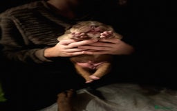American Bully dogs for sale: Pocket Bully Litter - Image 4