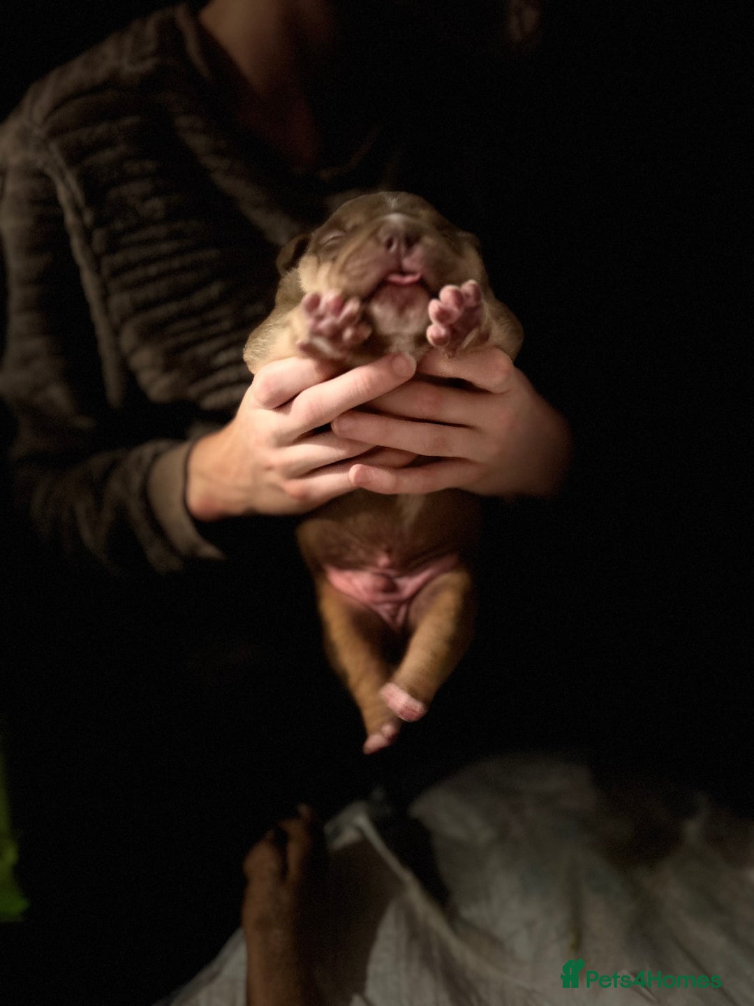American Bully dogs for sale: Pocket Bully Litter - Image 4