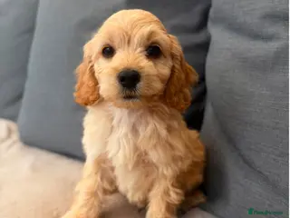 Cockapoo dogs Stunning cockerpoo puppies !! - Advert 4