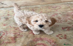 Cockapoo dogs for sale: Daisy Doodles & Marvels Pups in Spilsby - Image 32