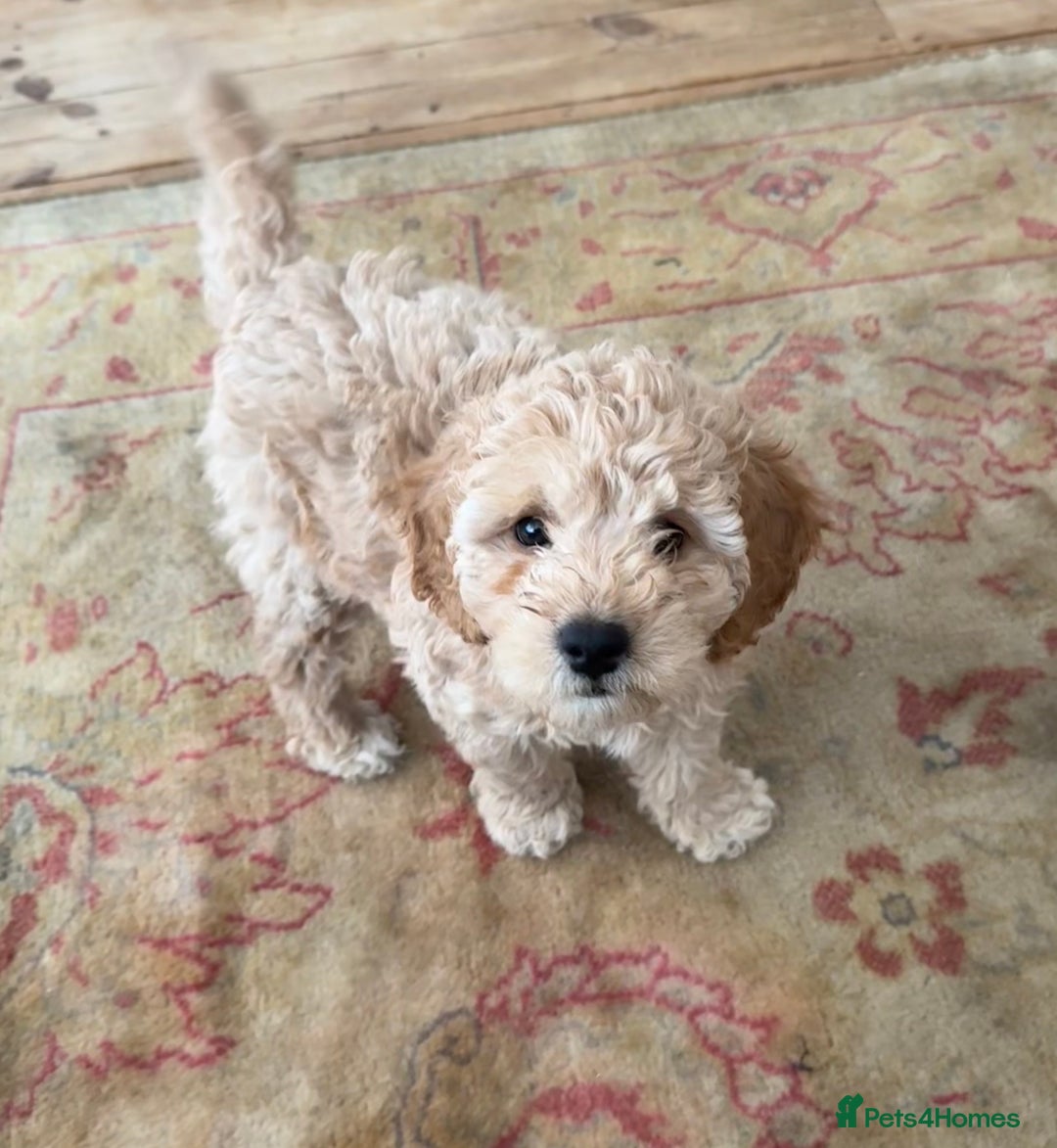 Cockapoo dogs for sale: Daisy Doodles & Marvels Pups in Spilsby - Image 32