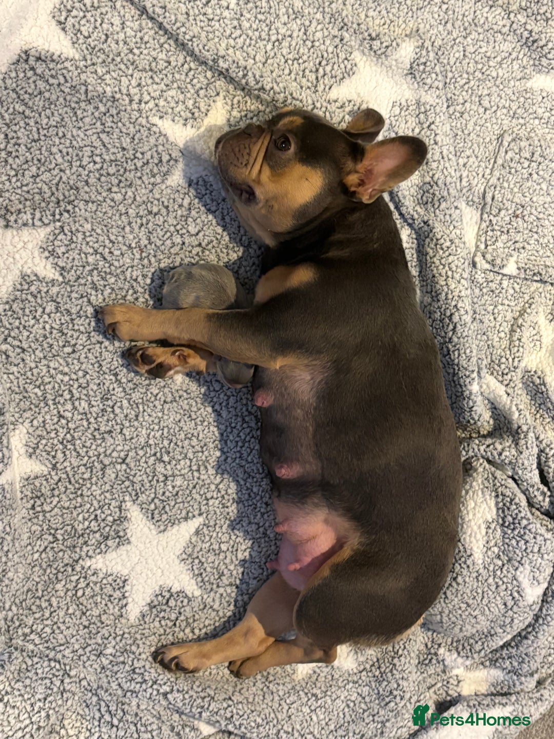 French Bulldog dogs for sale: Fluffy frenchi  - Advert 6