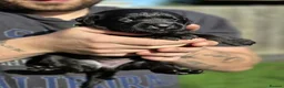Labrador Retriever dogs for sale: Labrador  - Advert 15