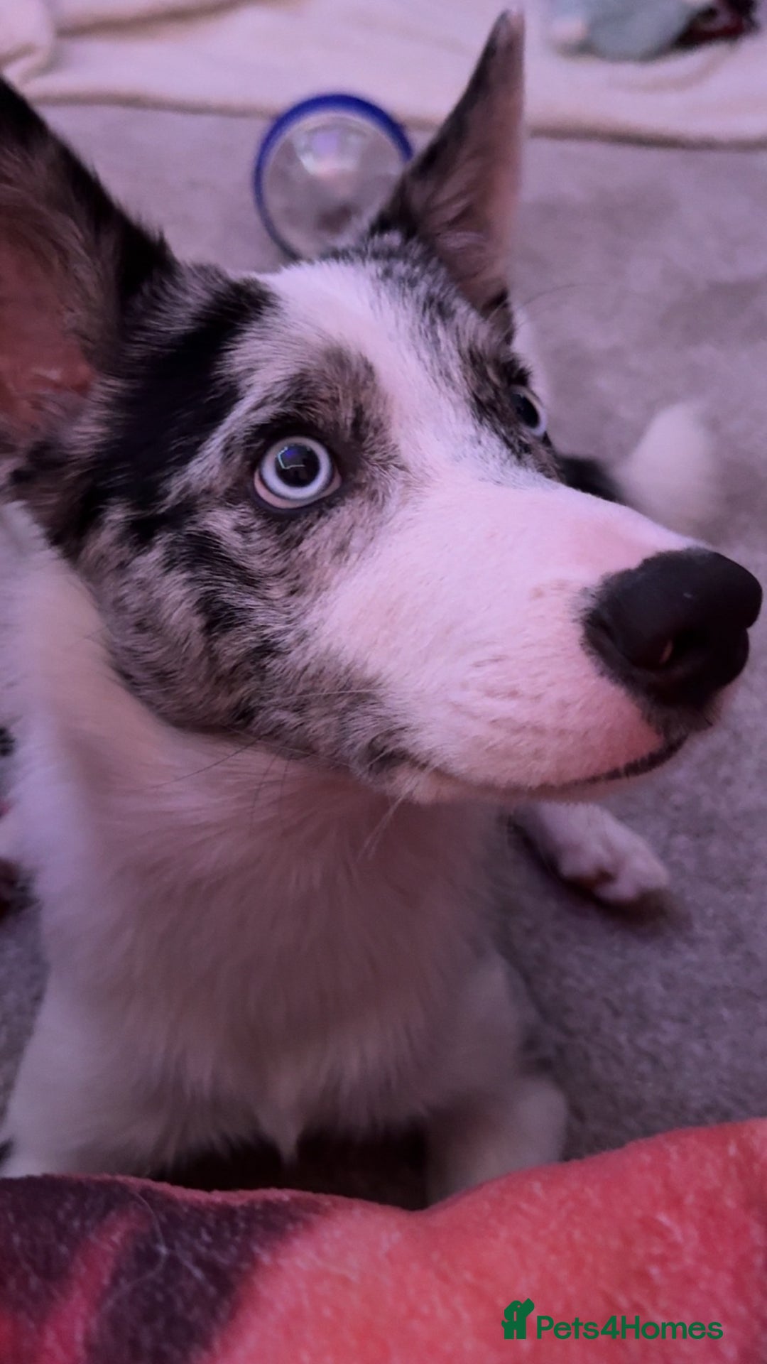 Mixed Breed dogs for sale: Blue  - Image 3