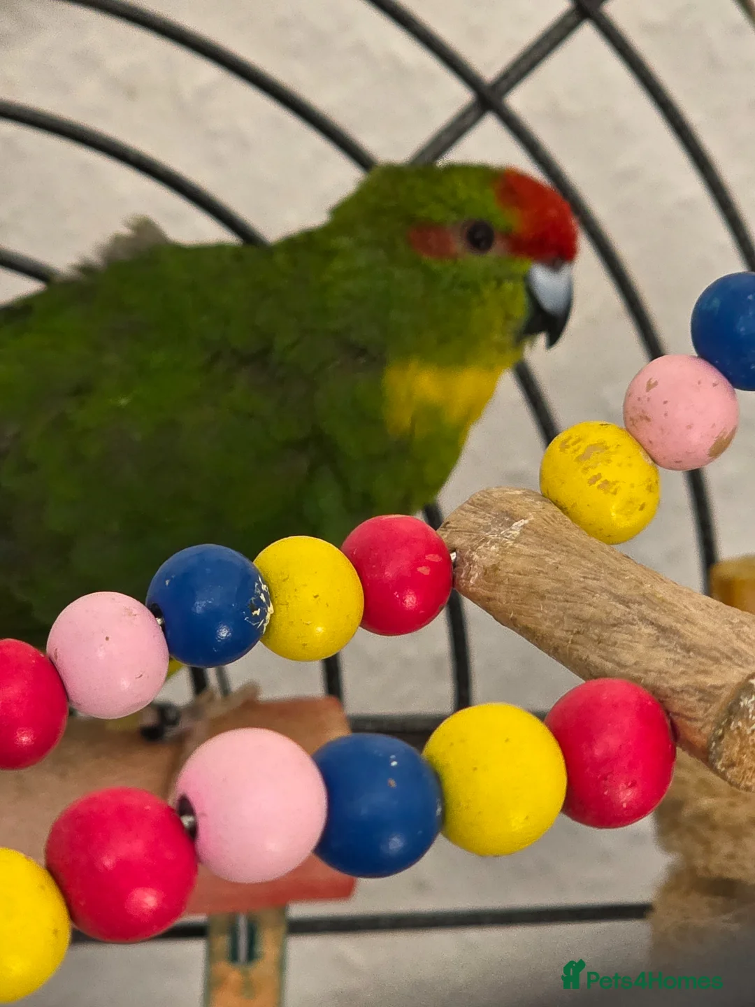 Parrots birds for sale: Pair of kakariki birds and cage in Preston - Advert 1