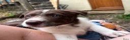 Border Collie dogs for sale: ISDS/KC Border Collie puppies for sale  - Advert 19