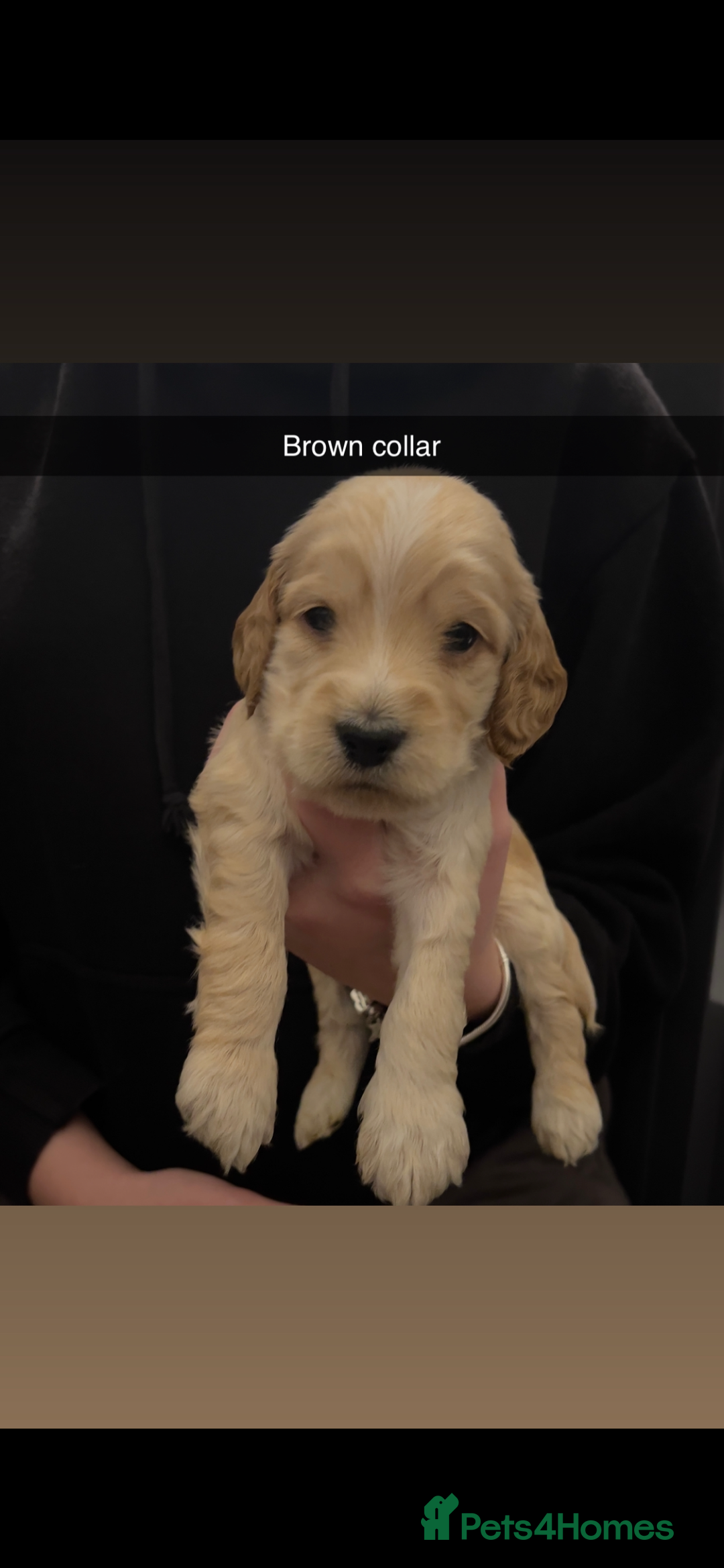 Cockapoo dogs for sale: F1b cockapoo puppies  - Advert 9