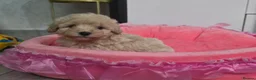 Maltipoo dogs for sale: Maltipoo F1 Toy - Advert 16