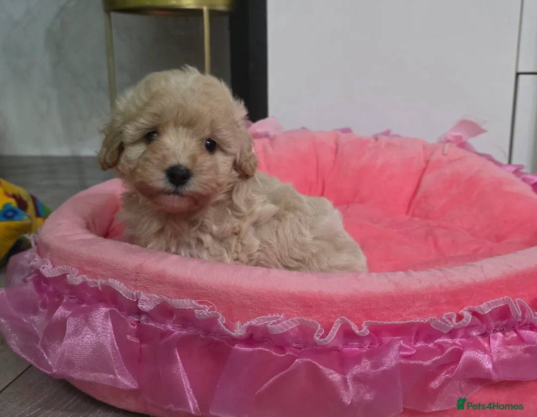 Maltipoo dogs for sale: Maltipoo F1 Toy - Advert 16