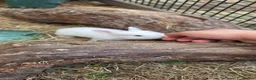 Mixed Breed rabbits for sale: Beautiful little of mixed giants  - Advert 11