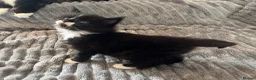 Maine Coon cats for sale: 2 beautiful Maine coon kittens - Advert 27