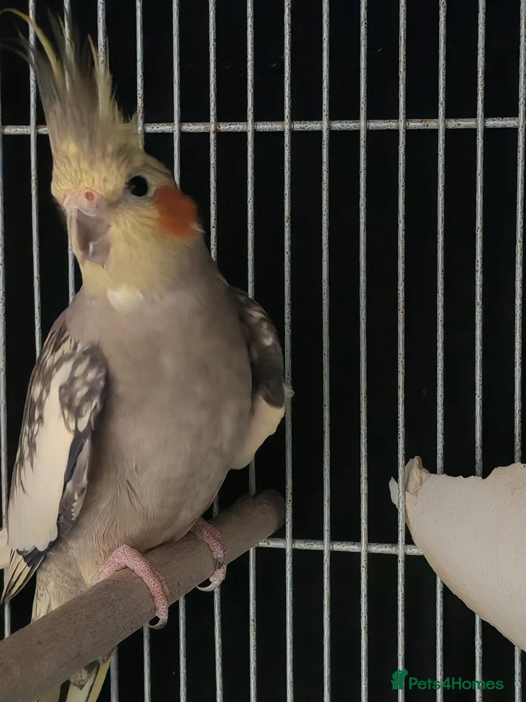 Cockatiels birds for sale: Pair of cockatiels - Advert 5