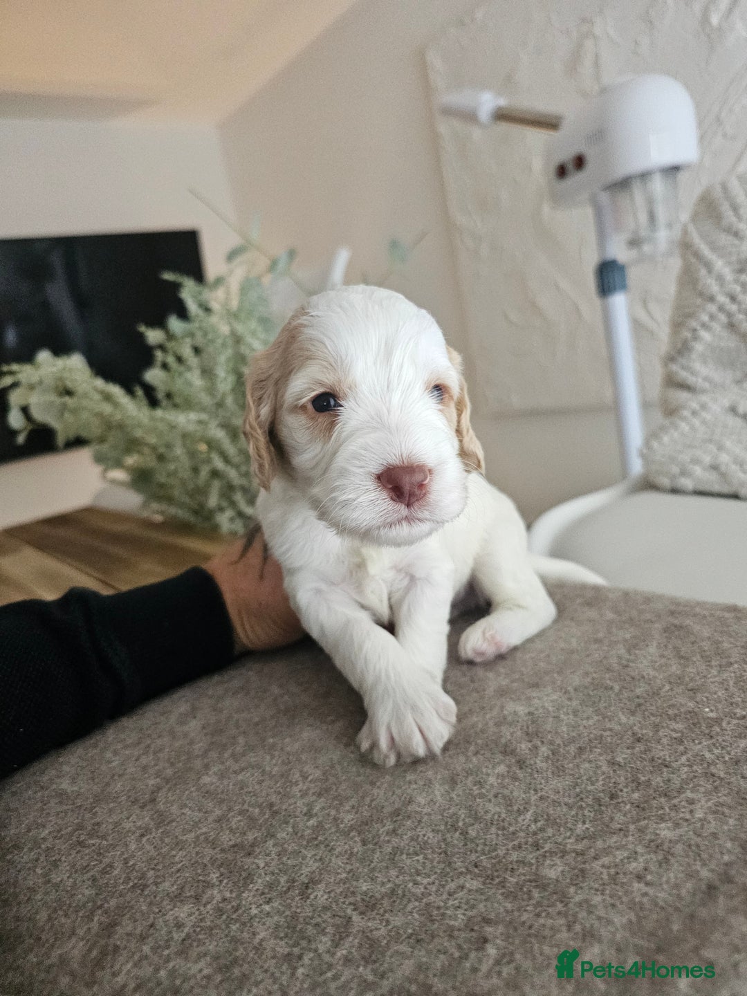 Cockapoo dogs for sale: Stunning cockapoo puppies - Image 5