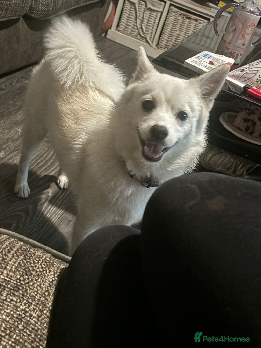 Pomsky dogs for sale: Pomskys - Image 1