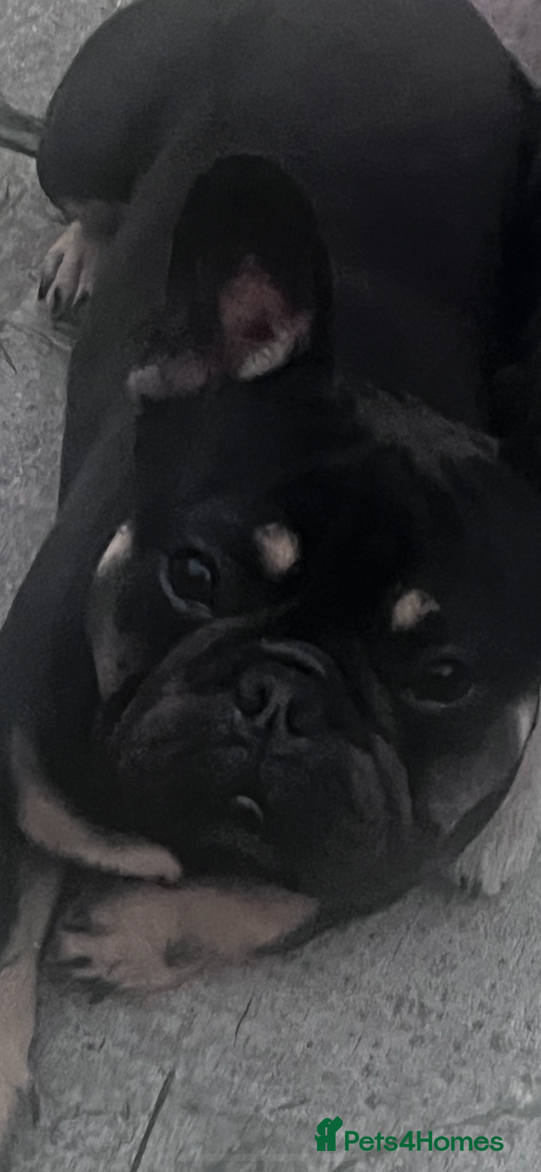 French Bulldog dogs for sale: Male French bulldog  - Image 2