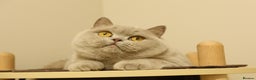 British Shorthair cats for sale: Wonderful liliac girl British shorthair    - Advert 2