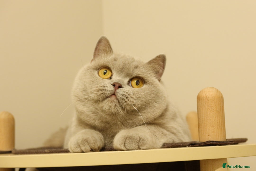 British Shorthair cats for sale: Wonderful liliac girl British shorthair    - Advert 2