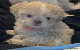 Shih Tzu dogs for sale: Lavender White Imperial Shih Tzu Puppies - Image 29