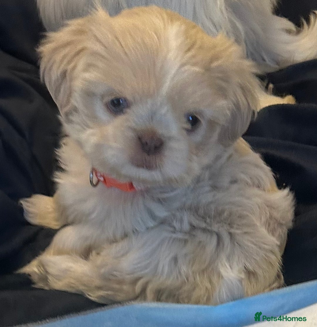 Shih Tzu dogs for sale: Lavender White Imperial Shih Tzu Puppies - Image 29