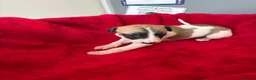 Mixed Breed dogs for sale: Saluki whippet greyhound - Advert 4
