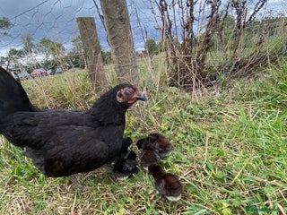 Chickens poultry - Advert 12