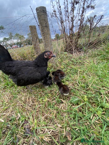Chickens poultry - Advert 1