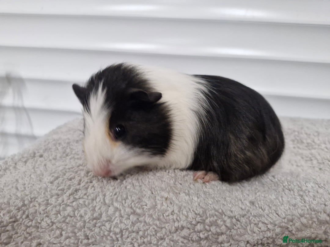 Guinea Pig rodents for sale: Female baby guinea pigs - Ready to leave - Image 5