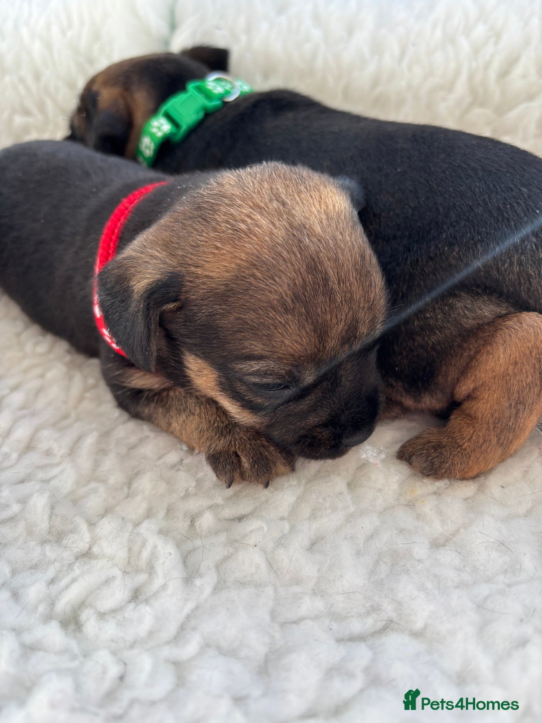 Mixed Breed dogs for sale: BorderJack Puppies - Advert 3