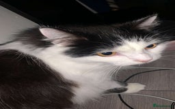 British Longhair cats for sale: Sheila - Domestic Longhair  - Image 3