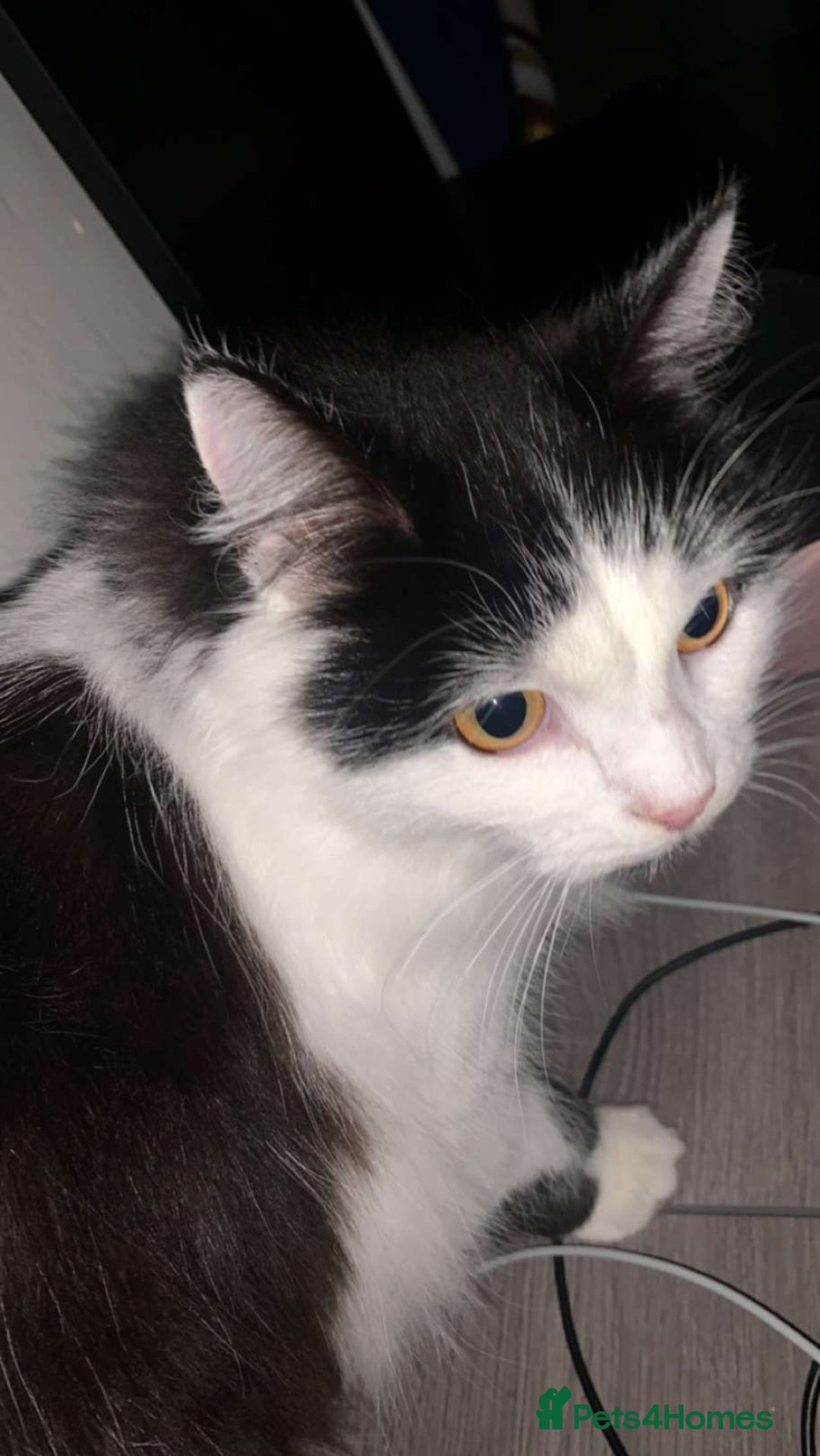 British Longhair cats for sale: Sheila - Domestic Longhair  - Image 3