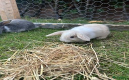 Mini Lop rabbits for sale: Mini Lop babies - Image 6