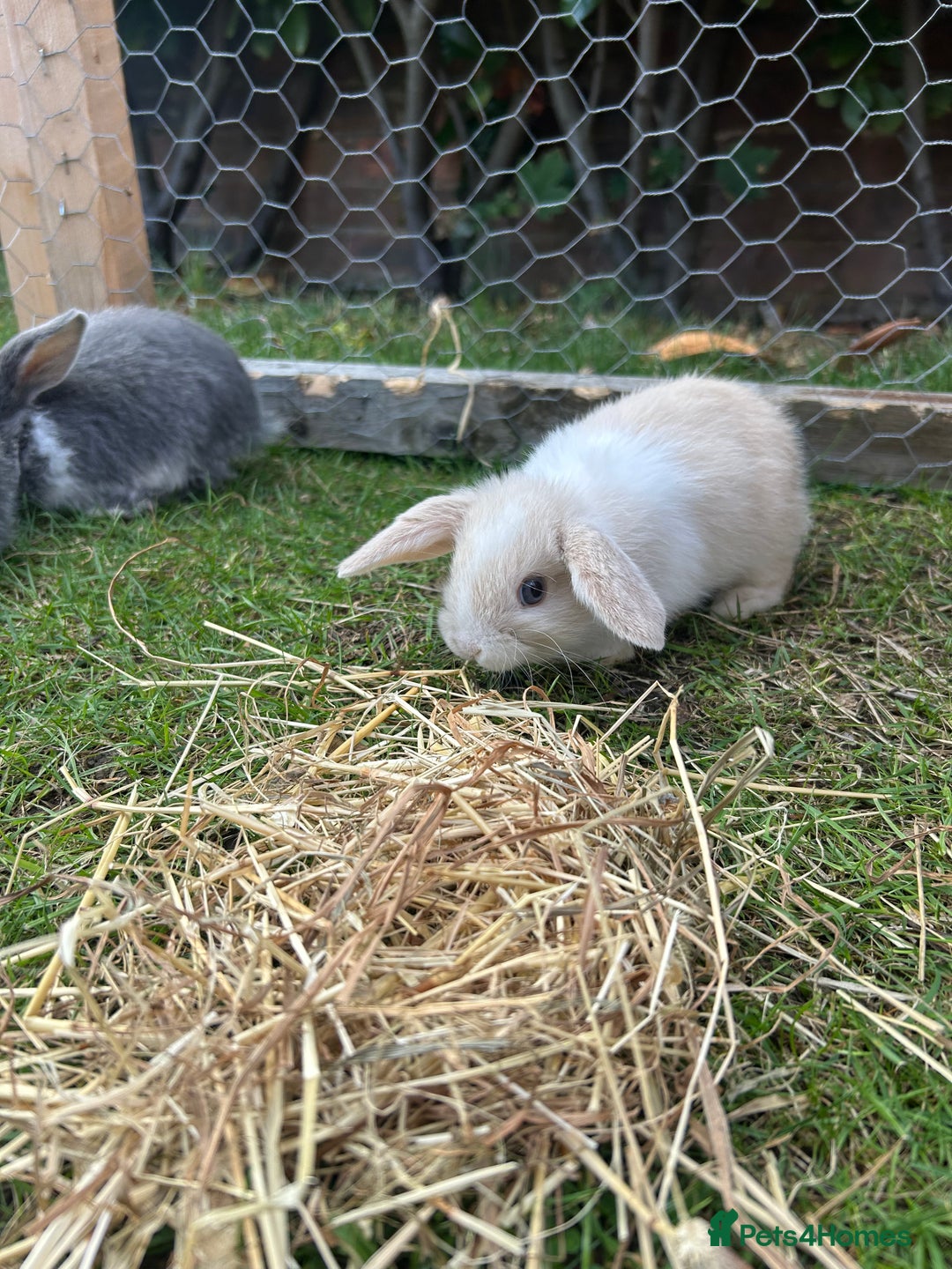 Mini Lop rabbits for sale: Mini Lop babies - Image 6