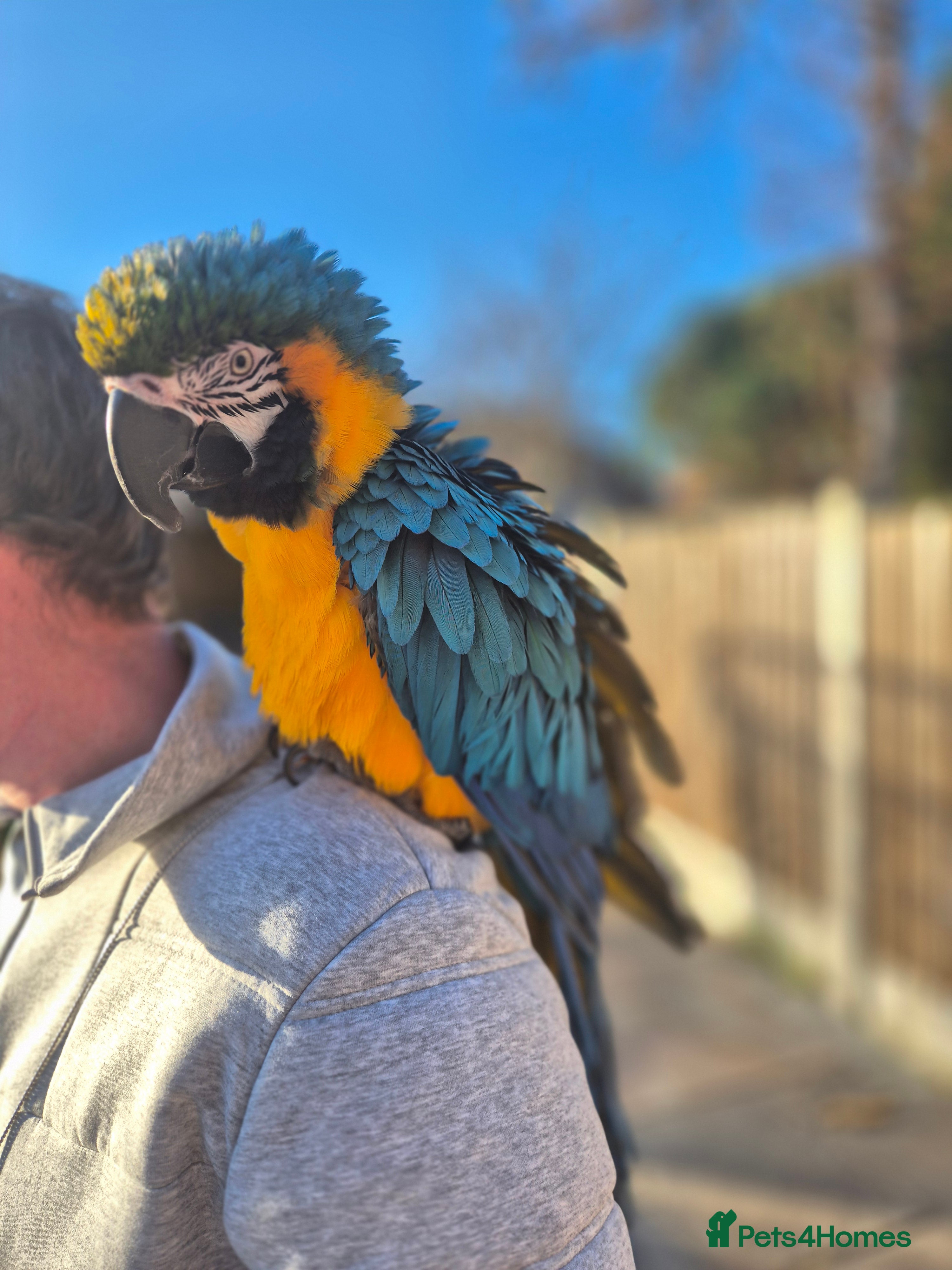 Macaws birds Blue & Gold Male Macaw - Advert 3