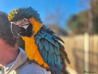 Macaws birds Blue & Gold Male Macaw - Advert 4