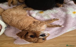 Cavalier King Charles Spaniel dogs for sale: King charles cavalier puppies - Image 5