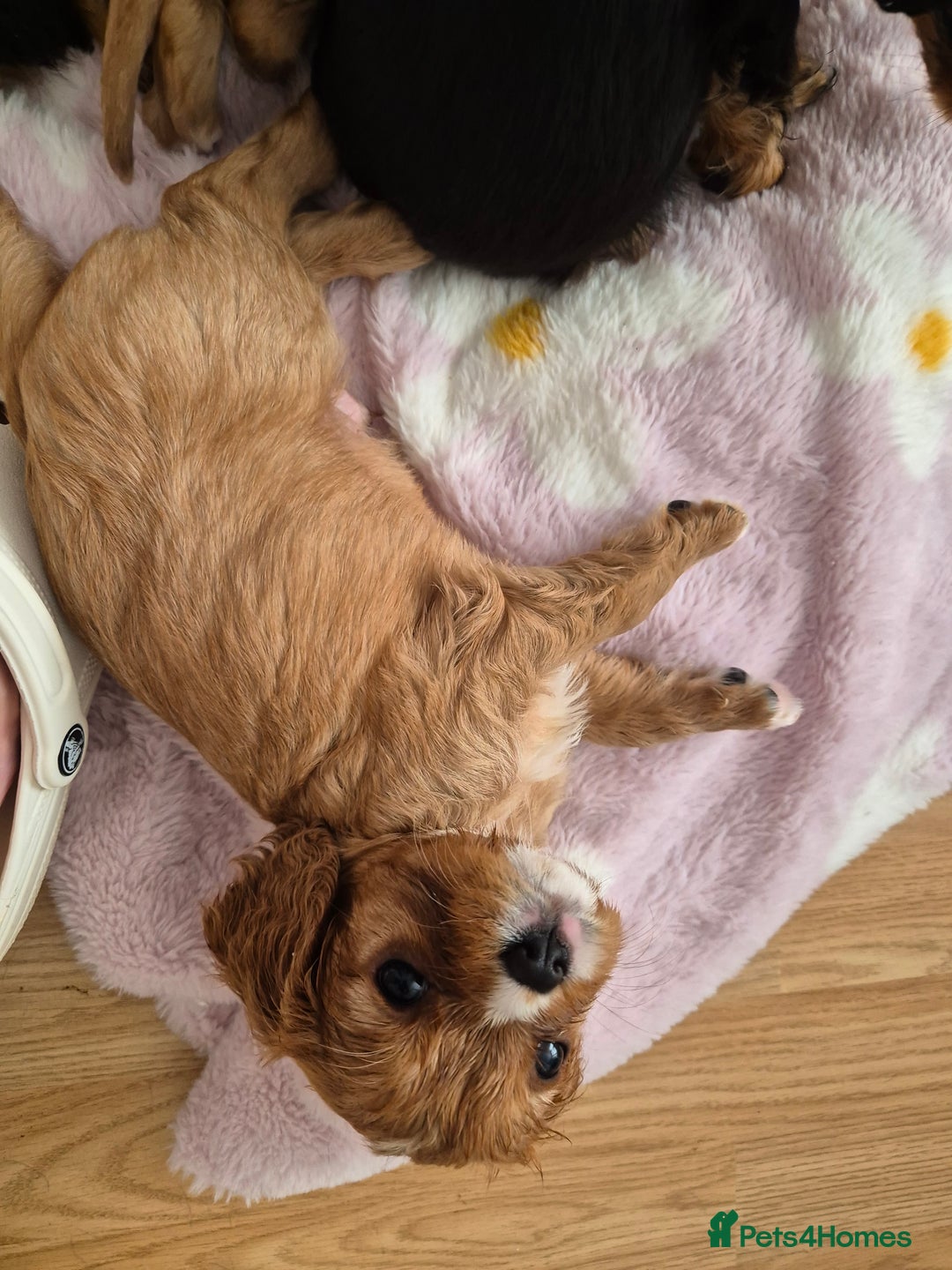 Cavalier King Charles Spaniel dogs for sale: King charles cavalier puppies - Image 5