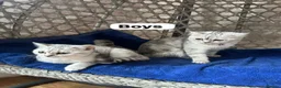 British Shorthair cats for sale: Beautiful British Shorthair - Advert 15