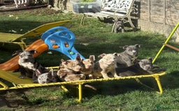 American Bully dogs for sale: David  - Image 37