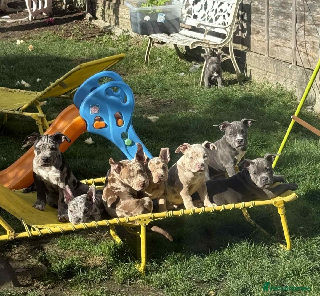 American Bully dogs for sale: David  - Image 37