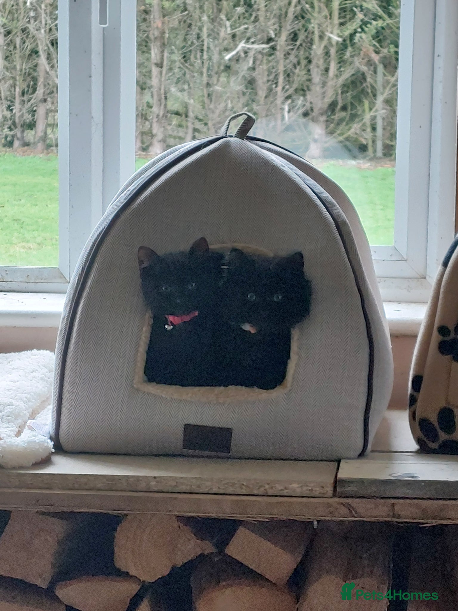 Mixed Breed cats Bonded Black Kittens – Must Stay Together - Advert 2