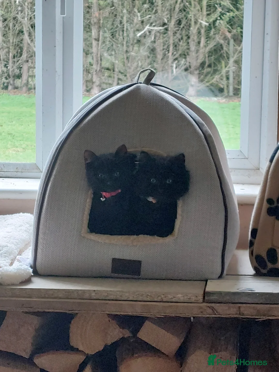 Mixed Breed cats for sale: Bonded Black Kittens – Must Stay Together in Lincoln - Advert 1